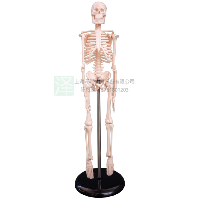 人体骨骼模型45CM