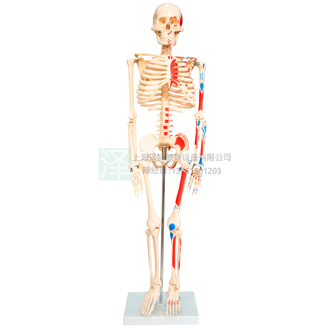 人体骨骼附半边肌肉着色模型(数字标识)