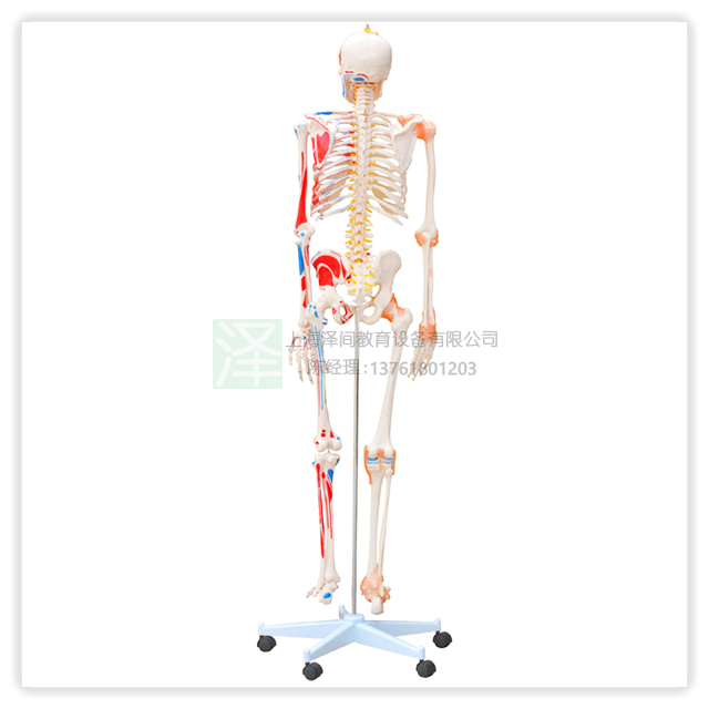 人体骨骼半边肌肉着色附韧带模型-背面