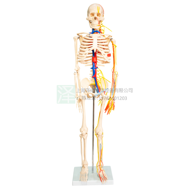 人体骨骼带神经血管与心脏模型85CM