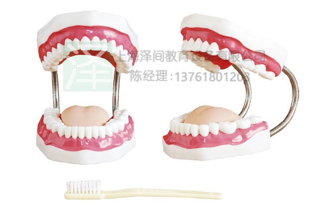 牙护理保健模型（32颗牙，放大5倍）