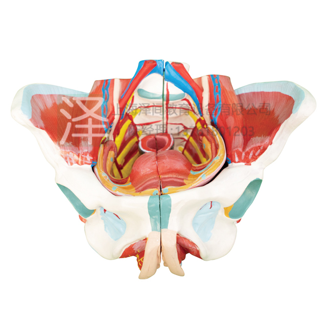 女性骨盆附生殖器与血管神经4部件模型