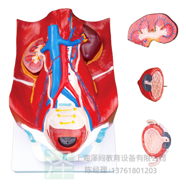 泌尿系统模型