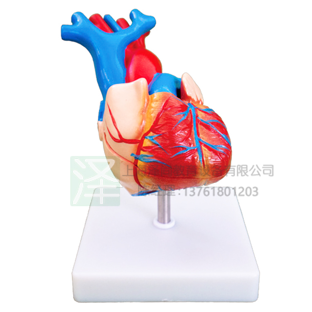 心脏解剖模型