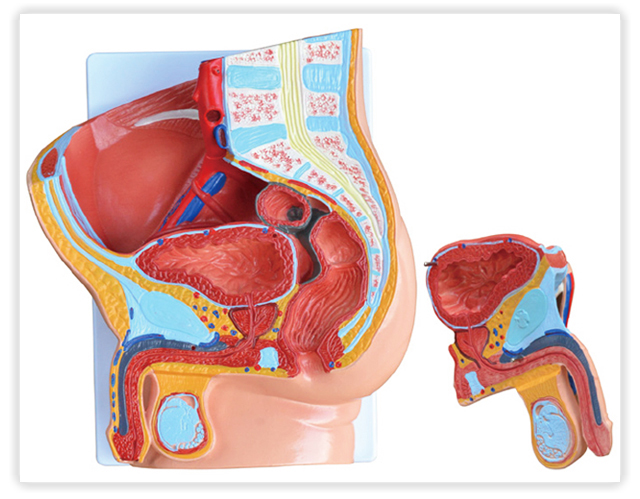男性盆腔正中矢状切面2部件模型A