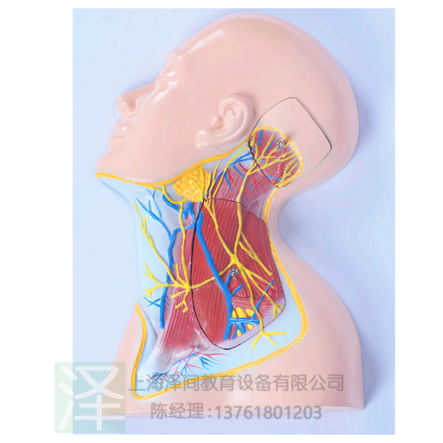 头颈部浅层血管神经肌肉3部件模型