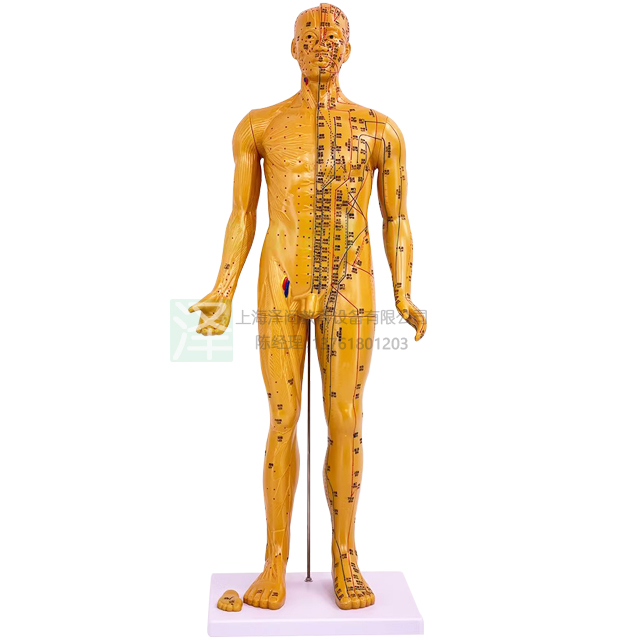人体针灸铜人模型85cm