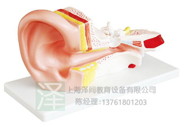 耳解剖2部件模型（3倍放大）