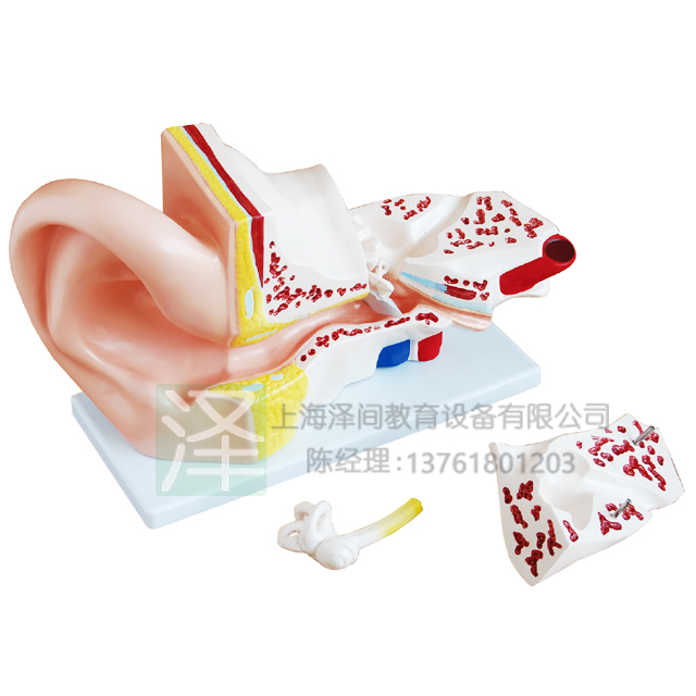 耳解剖4部件模型（5倍放大）
