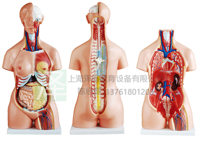 三性躯干模型85CM21件