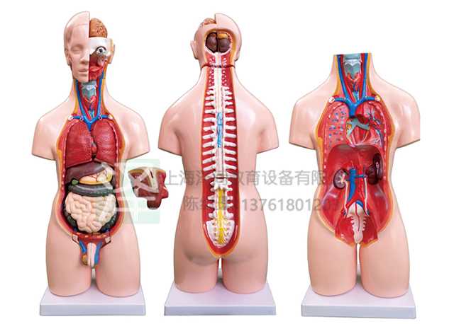 两性互换躯干模型55CM20件