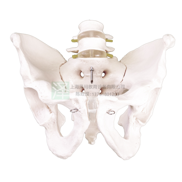 骨盆带二节腰椎模型