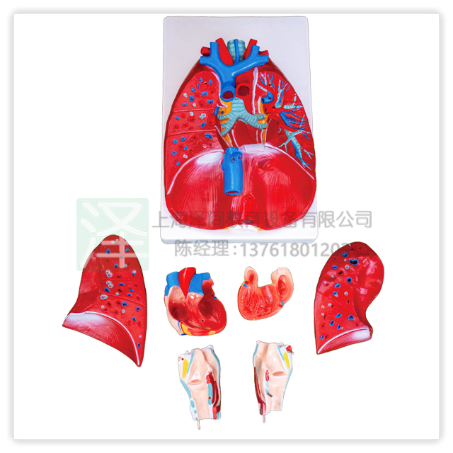 喉、心、肺模型A