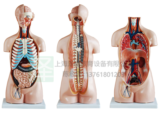 无性躯干模型85CM20件