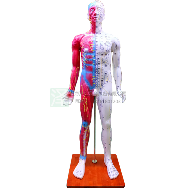 人体针灸附肌肉解剖模型170cm