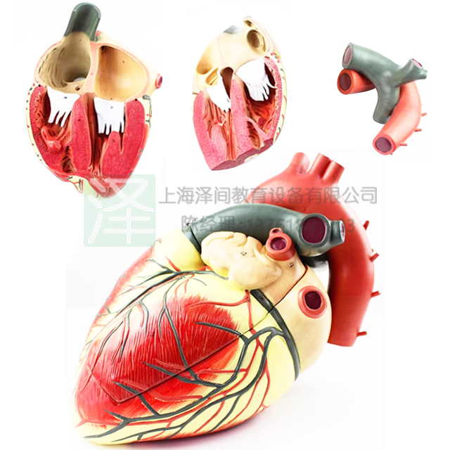 人体心脏解剖4倍放大模型附数字标识